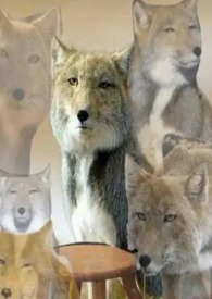 ���촩�����Բ�ȱ����